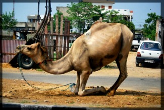 Even Camels Bow Down Photo